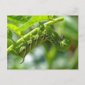 Tomato Hornworm Briefkaart (Voorkant)