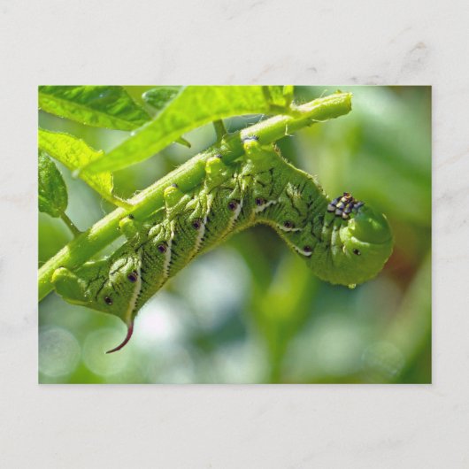 Tomato Hornworm Briefkaart (Voorkant)