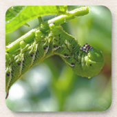 Tomato Hornworm Drankjes Onderzetter (Voorkant)