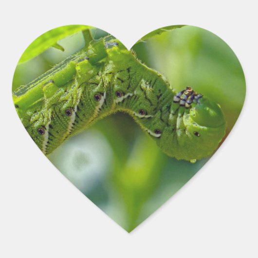 Tomato Hornworm Hart Sticker (Voorkant)