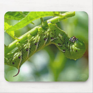 Tomato Hornworm Muismat