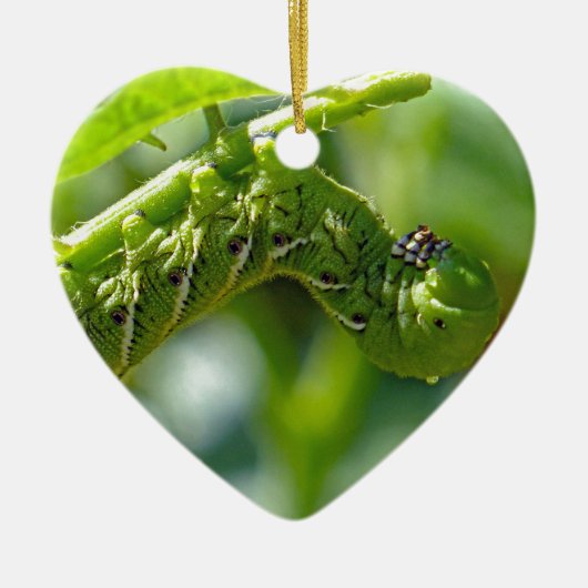 Tomato Hornworm Ornament (Voorkant)
