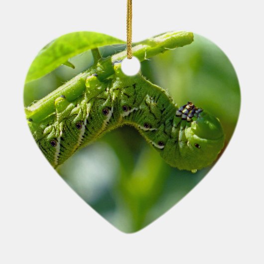 Tomato Hornworm Ornament (Achterkant)