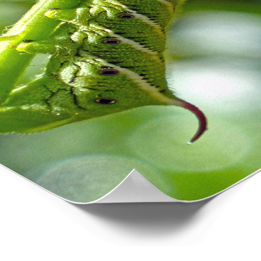 Tomato Hornworm Poster (Hoek)