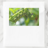 Tomato Hornworm Rechthoekige Sticker (Tas)