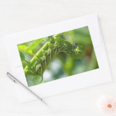 Tomato Hornworm Rechthoekige Sticker (Envelop)