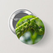 Tomato Hornworm Ronde Button 5,7 Cm (Voorkant /achterkant)