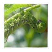 Tomato Hornworm Tegeltje (Voorkant)