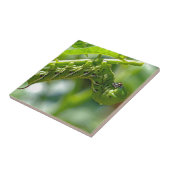 Tomato Hornworm Tegeltje (Zijkant)