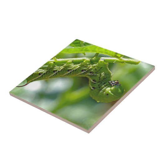 Tomato Hornworm Tegeltje (Zijkant)
