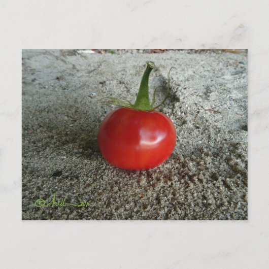 Tomato Sand Witch Briefkaart (Voorkant)
