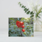 Tomato Summer in New Hampshire Briefkaart (Staand voorkant)