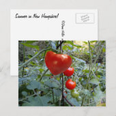 Tomato Summer in New Hampshire Briefkaart (Voorkant / Achterkant)