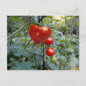 Tomato Summer in New Hampshire Briefkaart (Voorkant)