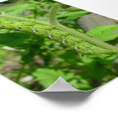 tomatobug poster (Hoek)