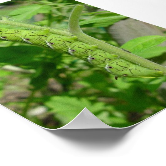 tomatobug poster (Hoek)