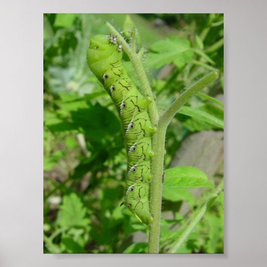 tomatobug poster (Voorkant)