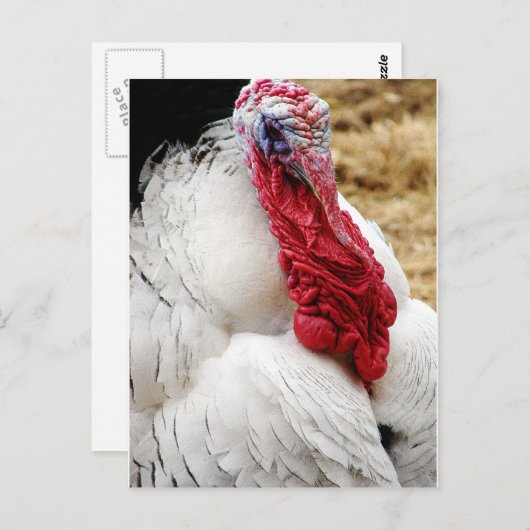 Tommy Briefkaart (Voorkant / Achterkant)