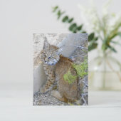 "Tommy" de bobcat gered Briefkaart (Staand voorkant)