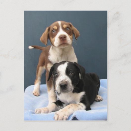 Tommy & Toby Briefkaart (Voorkant)