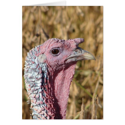 Tommy Turkey Blank all Occassion Wenskaart (Voorkant)