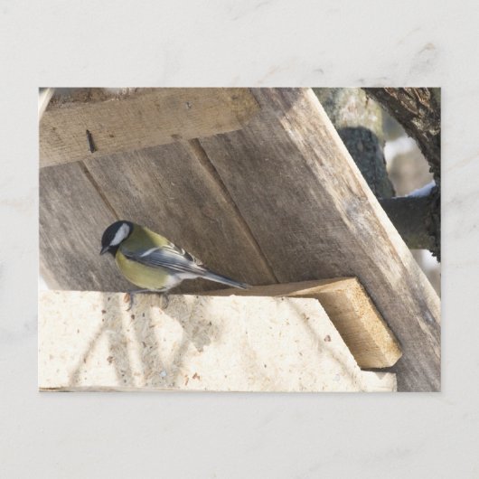 tomtit_3 briefkaart (Voorkant)
