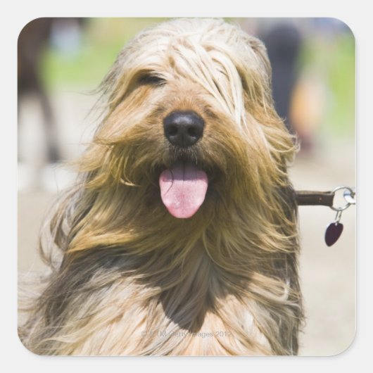 tongen, lange haren, portret vierkante sticker (Voorkant)