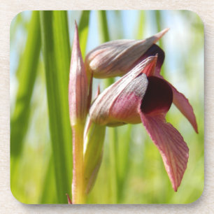 Tongue Orchid Hard Plastic Onderzetters