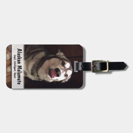 Tongue Teasing Alaskan Malamute Photogram Bagagelabel (Voorkant horizontaal)
