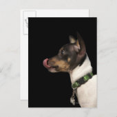 Tongue uit de zwarte en witte terrier briefkaart (Voorkant / Achterkant)