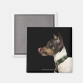 Tongue uit de zwarte en witte terrier magneet (Voorkant / Achterkant)