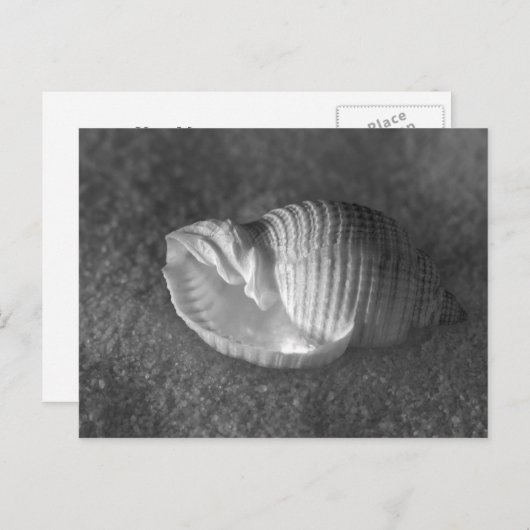 Tonna Tesselata Briefkaart (Voorkant / Achterkant)