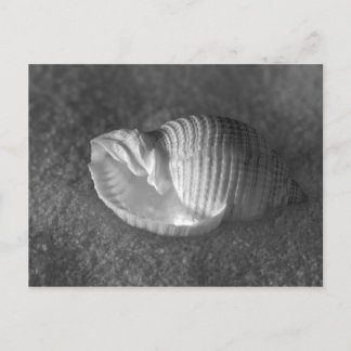 Tonna Tesselata Briefkaart