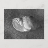 Tonna Tesselata Briefkaart (Voorkant)