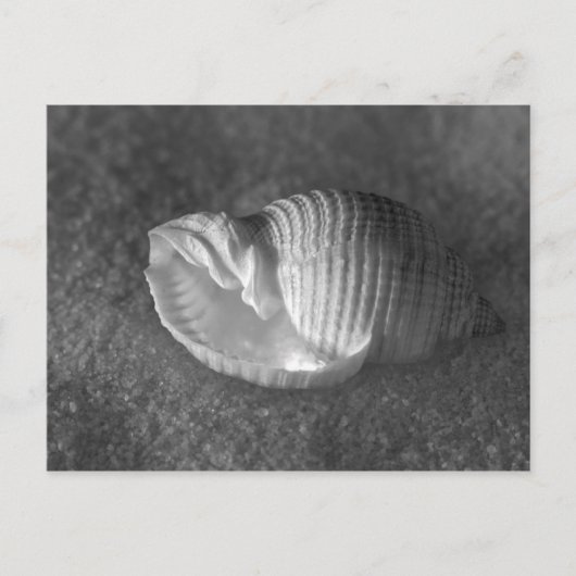 Tonna Tesselata Briefkaart (Voorkant)