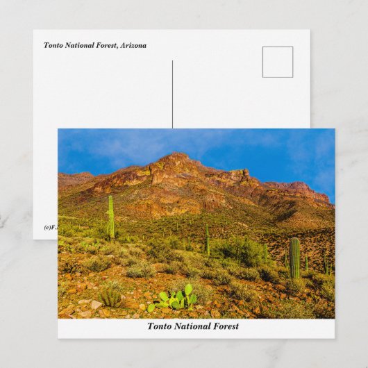 Tonto National Forest Briefkaart (Voorkant / Achterkant)