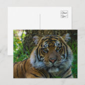 Tony Briefkaart (Voorkant / Achterkant)