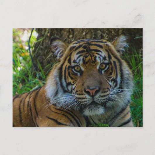 Tony Briefkaart (Voorkant)