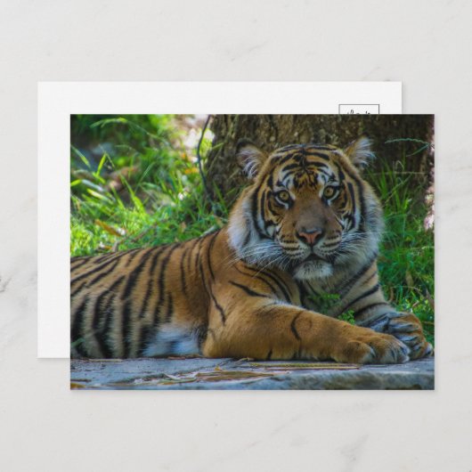 Tony Briefkaart (Voorkant / Achterkant)