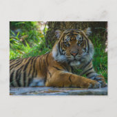 Tony Briefkaart (Voorkant)