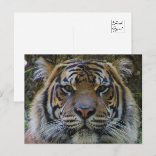 Tony Briefkaart (Voorkant / Achterkant)