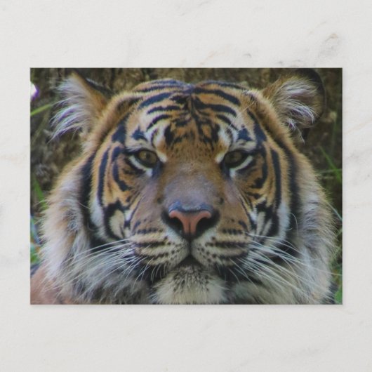 Tony Briefkaart (Voorkant)