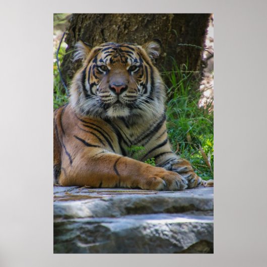 Tony Poster (Voorkant)