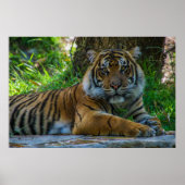 Tony Poster (Voorkant)