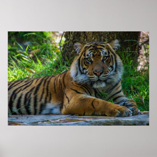 Tony Poster (Voorkant)