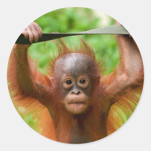 Too Cute to Handle – Little Orangutan Ronde Sticker (Voorkant)