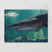 Toofy Li'l Grin Briefkaart (Voorkant)