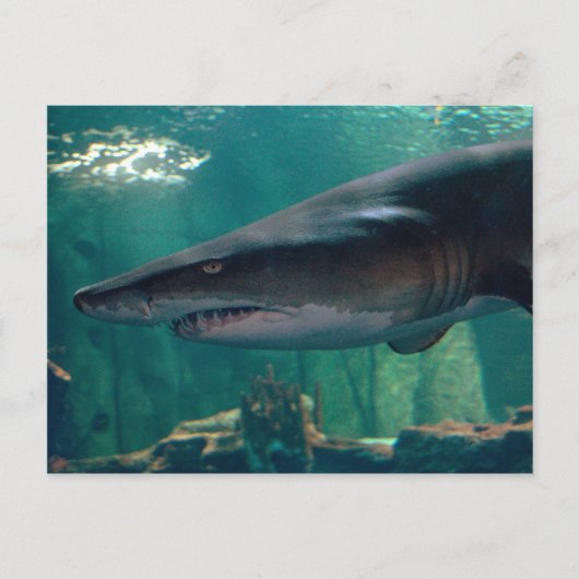 Toofy Li'l Grin Briefkaart (Voorkant)