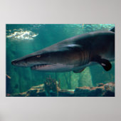 Toofy Li'l Grin Poster (Voorkant)