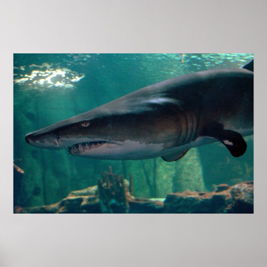 Toofy Li'l Grin Poster (Voorkant)